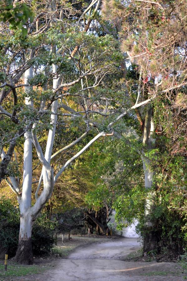 Driftwood Treehouse Hotel Sunrise-on-Sea Bagian luar foto